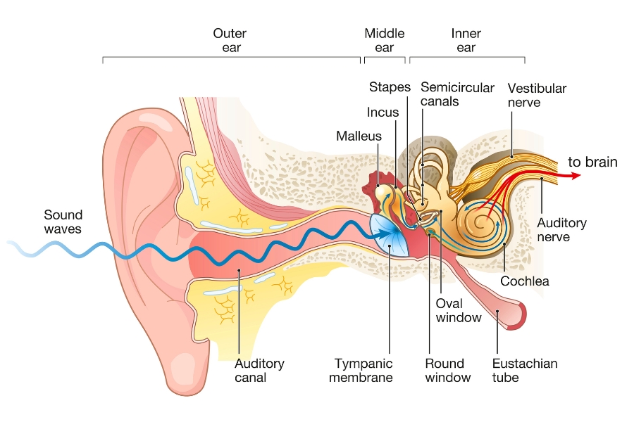 What Is Tinnitus and Why Does It Happen